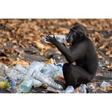 Ein Schopfaffe untersucht den Inhalt einer Plastikflasche, die an einem Strand am Rande des Tangkoko-Batuangus-Naturschutzgebiets in Indonesien zum Recycling aufgestapelt wurde. Die Tiere haben gelernt, dass solche Flaschen süße Flüssigkeiten enthalten und werden oft dabei beobachtet, wie sie die Deckel abkauen, um an den Inhalt zu gelangen