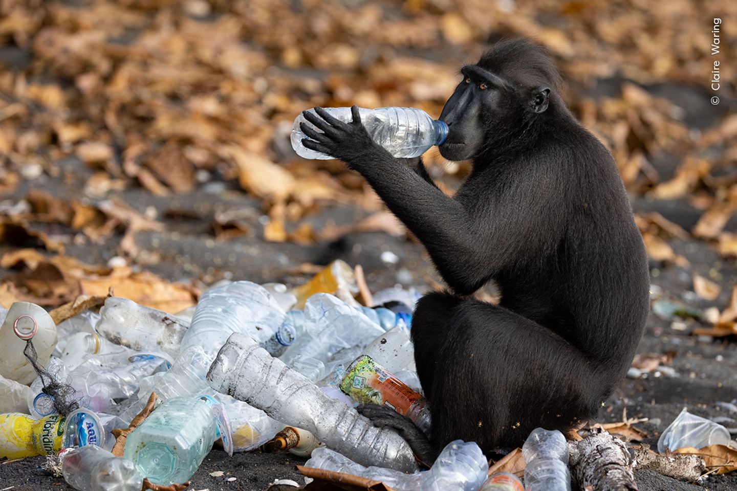 Ein Schopfaffe untersucht den Inhalt einer Plastikflasche, die an einem Strand am Rande des Tangkoko-Batuangus-Naturschutzgebiets in Indonesien zum Recycling aufgestapelt wurde. Die Tiere haben gelernt, dass solche Flaschen süße Flüssigkeiten enthalten und werden oft dabei beobachtet, wie sie die Deckel abkauen, um an den Inhalt zu gelangen