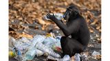 Ein Schopfaffe untersucht den Inhalt einer Plastikflasche, die an einem Strand am Rande des Tangkoko-Batuangus-Naturschutzgebiets in Indonesien zum Recycling aufgestapelt wurde. Die Tiere haben gelernt, dass solche Flaschen süße Flüssigkeiten enthalten und werden oft dabei beobachtet, wie sie die Deckel abkauen, um an den Inhalt zu gelangen
