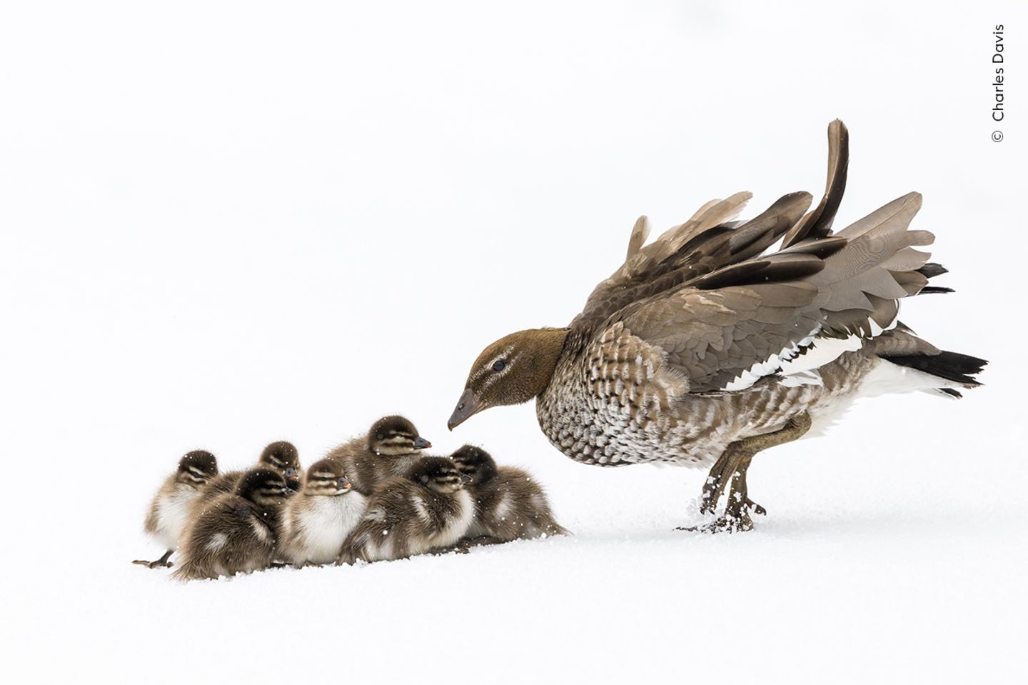 Normalerweise ist es warm und sonnig, wenn die Küken der Brautenten aus ihrem Nest hoch oben in einer Baumhöhle schlüpfen. Aber dank des La-Niña-Effekts gab es im Osten Australiens kühlere und feuchtere Frühlings- und Sommermonate. Die Mutter versucht verzweifelt, die Kleinen zum offenen Wasser zu führen