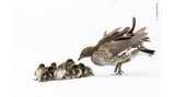 Normalerweise ist es warm und sonnig, wenn die Küken der Brautenten aus ihrem Nest hoch oben in einer Baumhöhle schlüpfen. Aber dank des La-Niña-Effekts gab es im Osten Australiens kühlere und feuchtere Frühlings- und Sommermonate. Die Mutter versucht verzweifelt, die Kleinen zum offenen Wasser zu führen