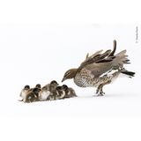 Normalerweise ist es warm und sonnig, wenn die Küken der Brautenten aus ihrem Nest hoch oben in einer Baumhöhle schlüpfen. Aber dank des La-Niña-Effekts gab es im Osten Australiens kühlere und feuchtere Frühlings- und Sommermonate. Die Mutter versucht verzweifelt, die Kleinen zum offenen Wasser zu führen