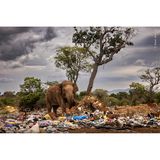 Ein Elefantenbulle sucht auf einer Müllhalde in Tissamaharama, Sri Lanka, nach Gemüse und Obst. Die Tiere werden nicht nur von Abfällen, sondern auch von den nahegelegenen Feldern angezogen. Narben von Schusswunden am linken Vorderbein und am Rücken dieses Elefanten zeugen von erfolglosen Versuchen der Einheimischen, das Tier zu vertreiben