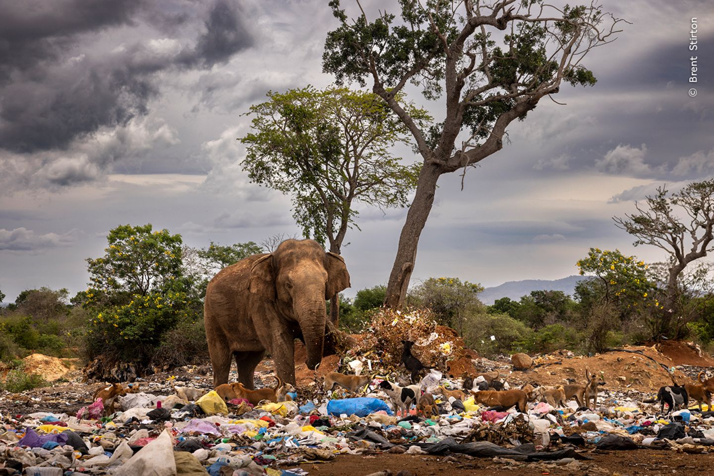 Ein Elefantenbulle sucht auf einer Müllhalde in Tissamaharama, Sri Lanka, nach Gemüse und Obst. Die Tiere werden nicht nur von Abfällen, sondern auch von den nahegelegenen Feldern angezogen. Narben von Schusswunden am linken Vorderbein und am Rücken dieses Elefanten zeugen von erfolglosen Versuchen der Einheimischen, das Tier zu vertreiben
