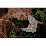 Eine Kleine Rundohrblattnase kehrt in ihr Termitennest zurück. Die Fledermäuse ruhen in Höhlen, die sie mit ihren Zähnen in die Nester von Termitenkolonien graben. Mehr als zwei Monate verbrachte der Fotograf Dvir Barkay damit, in den Tieflandregenwäldern Costa Ricas Bilder der selten fotografierten Zwergfledermaus zu machen