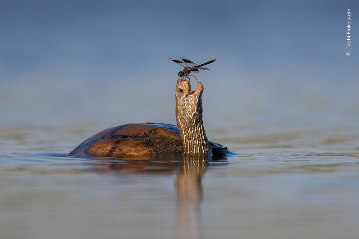 Schildkröte und Libelle