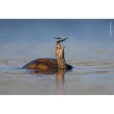 Schildkröte und Libelle