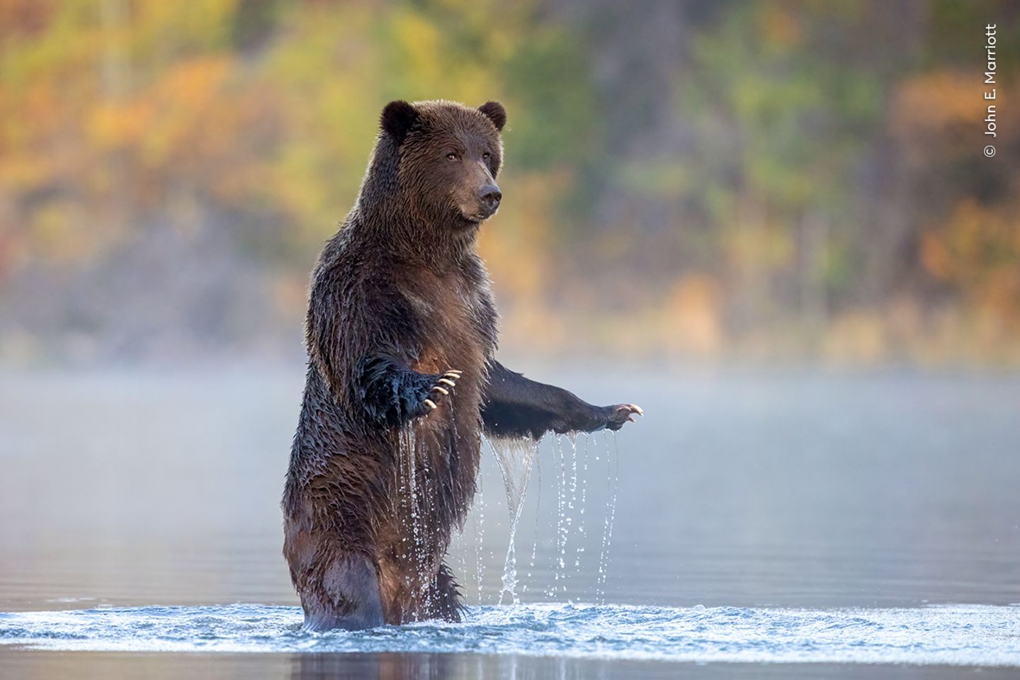 Im Chilko River in British Columbia, Kanada, fotografierte John E. Marriott diesen Grizzly beim Lachsfischen. Um die Fische im flachen Wasser besser sehen zu können, hat der mächtige Bär sich auf die Hinterbeine gestellt