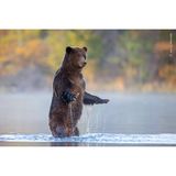 Im Chilko River in British Columbia, Kanada, fotografierte John E. Marriott diesen Grizzly beim Lachsfischen. Um die Fische im flachen Wasser besser sehen zu können, hat der mächtige Bär sich auf die Hinterbeine gestellt