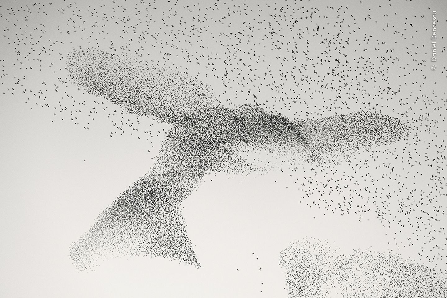 Wenn die Stare am Abend aus Rom zu ihren Schlafplätzen vor den Toren der Stadt zurückkehren, scheint ihr Flug unvorhersehbaren Choreografien zu folgen. Auf dem Foto von Daniel Dencescu bildet der Schwarm eine Vogel-Silhouette