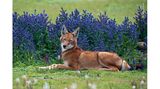 Bale Mountains National Park, Äthiopien: Sommerliche Grün- und Blautöne bilden den perfekten Hintergrund für das kastanienbraune Fell dieses Äthiopischen Wolfs. Von der seltensten Wildhundart der Welt gibt es nur noch ein paar hundert Exemplare, die im niedrig wachsenden afro-alpinen Buschland des Hochlands von Äthiopien überleben