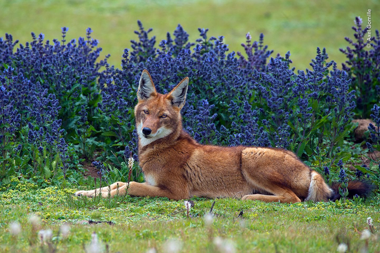 Bale Mountains National Park, Äthiopien: Sommerliche Grün- und Blautöne bilden den perfekten Hintergrund für das kastanienbraune Fell dieses Äthiopischen Wolfs. Von der seltensten Wildhundart der Welt gibt es nur noch ein paar hundert Exemplare, die im niedrig wachsenden afro-alpinen Buschland des Hochlands von Äthiopien überleben