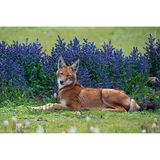 Bale Mountains National Park, Äthiopien: Sommerliche Grün- und Blautöne bilden den perfekten Hintergrund für das kastanienbraune Fell dieses Äthiopischen Wolfs. Von der seltensten Wildhundart der Welt gibt es nur noch ein paar hundert Exemplare, die im niedrig wachsenden afro-alpinen Buschland des Hochlands von Äthiopien überleben