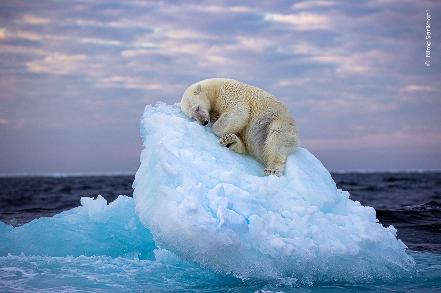 Svalbard, Norwegen: Ein Eisbär hat sich auf einem kleinen Eisberg eine Schlafgelegenheit gegraben