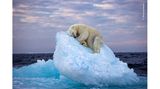 Svalbard, Norwegen: Ein Eisbär hat sich auf einem kleinen Eisberg eine Schlafgelegenheit gegraben