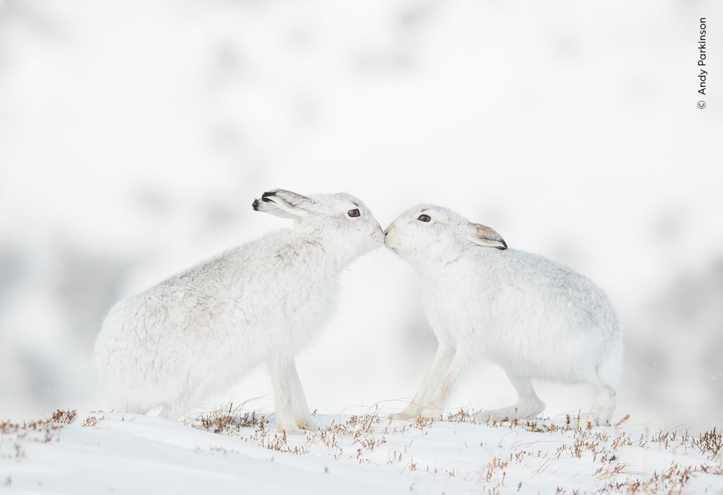 Berghasen-Romanze In den Monadhliath-Bergen in Schottland, Vereinigtes Königreich: Eigentlich hatte der Fotograf Andy Parkinson damit gerechnet, dass das Schneehasen-Weibchen die Annäherungsversuche des Männchens mit dem üblichen Boxverhalten beantworten würde. Stattdessen gab es eine zärtliche Berührung der Nasen