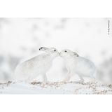 In den Monadhliath-Bergen in Schottland, Vereinigtes Königreich: Eigentlich hatte der Fotograf Andy Parkinson damit gerechnet, dass das Schneehasen-Weibchen die Annäherungsversuche des Männchens mit dem üblichen Boxverhalten beantworten würde. Stattdessen gab es eine zärtliche Berührung der Nasen