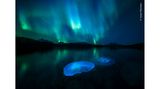 Vom Polarlicht beleuchtet, schwärmen Ohrenquallen in den kühlen herbstlichen Gewässern eines Fjords in der Nähe von Tromsø (Nordnorwegen)