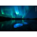 Vom Polarlicht beleuchtet, schwärmen Ohrenquallen in den kühlen herbstlichen Gewässern eines Fjords in der Nähe von Tromsø (Nordnorwegen)