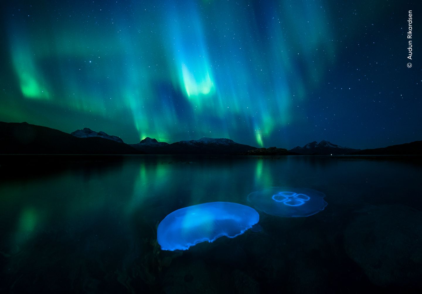 Vom Polarlicht beleuchtet, schwärmen Ohrenquallen in den kühlen herbstlichen Gewässern eines Fjords in der Nähe von Tromsø (Nordnorwegen)