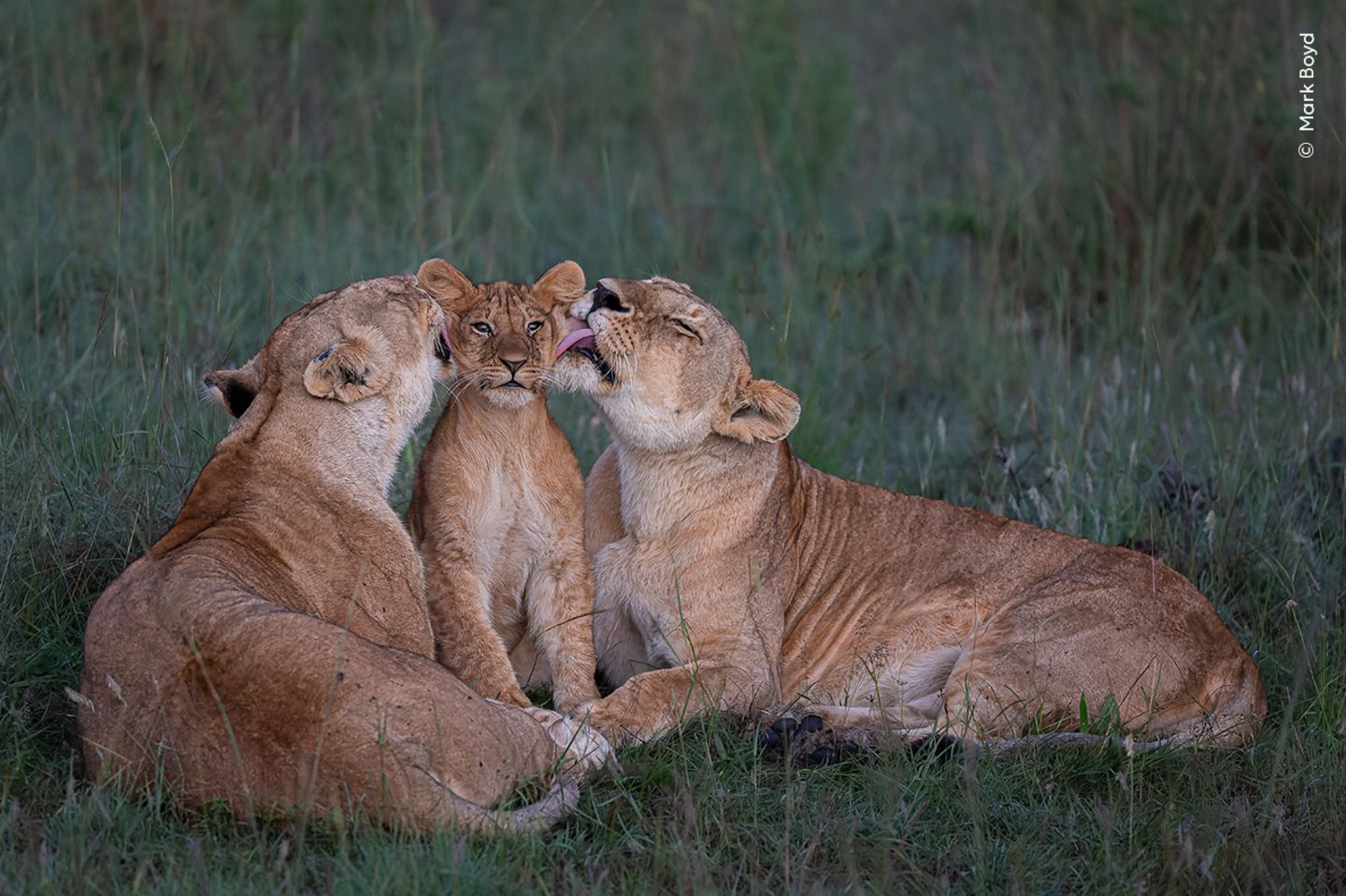 Zwei Löwinnen kümmern sich hingebungsvoll um eines der fünf Jungtiere ihres Rudels in Kenias Maasai Mara. Die Weibchen ziehen die Jungen der Geschlechtsgenossinnen wie ihre eigenen auf und teilen sich auch die Erziehungsaufgaben