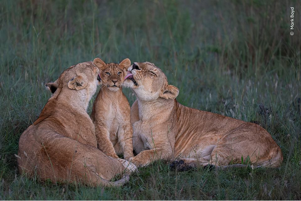 Zwei Löwinnen kümmern sich hingebungsvoll um eines der fünf Jungtiere ihres Rudels in Kenias Maasai Mara. Die Weibchen ziehen die Jungen der Geschlechtsgenossinnen wie ihre eigenen auf und teilen sich auch die Erziehungsaufgaben  1.5006