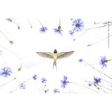 Mit einem Fernauslöser gelang dem Fotografen-Duo Hermann Hirsch und Jan Lessman diese Aufnahme einer jagenden Rauchschwalbe aus einem Kornfeld heraus