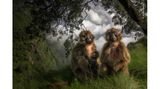 Dscheladas sind eng mit den Pavianen verwandt. Die Tiere leben ausschließlich auf den Hochebenen Äthiopiens, wo sie die meiste Zeit auf dem Boden grasen. Da dort immer mehr Nutztiere gehalten werden, schrumpft ihr Lebensraum   