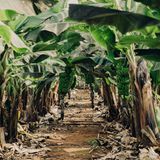 Bio-Bananenplantage auf Teneriffa