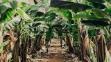 Bio-Bananenplantage auf Teneriffa