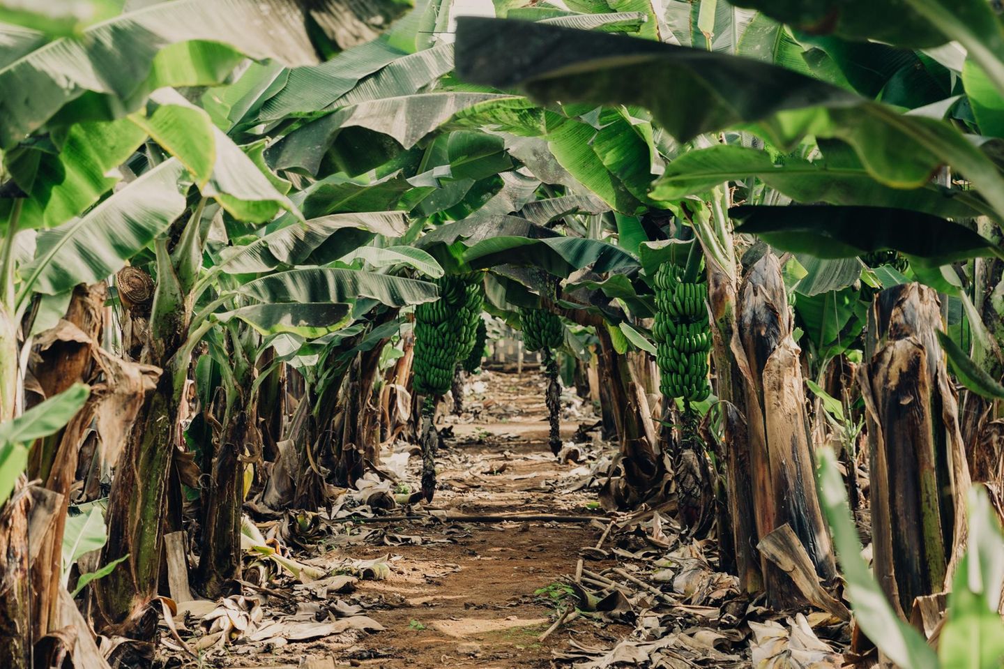 Bio-Bananenplantage auf Teneriffa