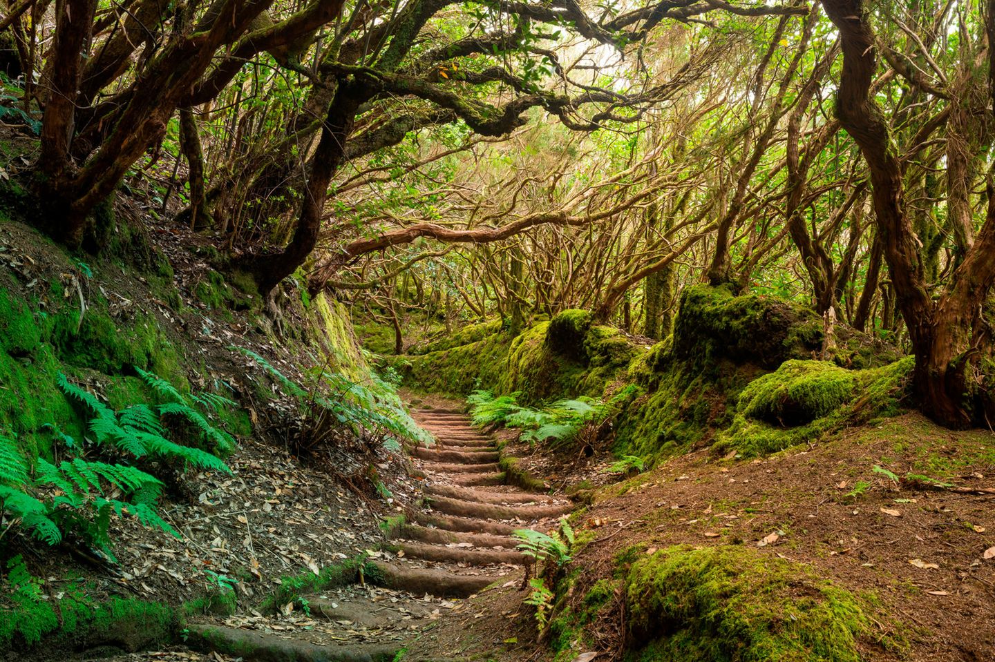 Anaga Rural Park auf Teneriffa