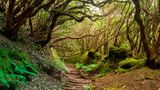 Anaga Rural Park auf Teneriffa