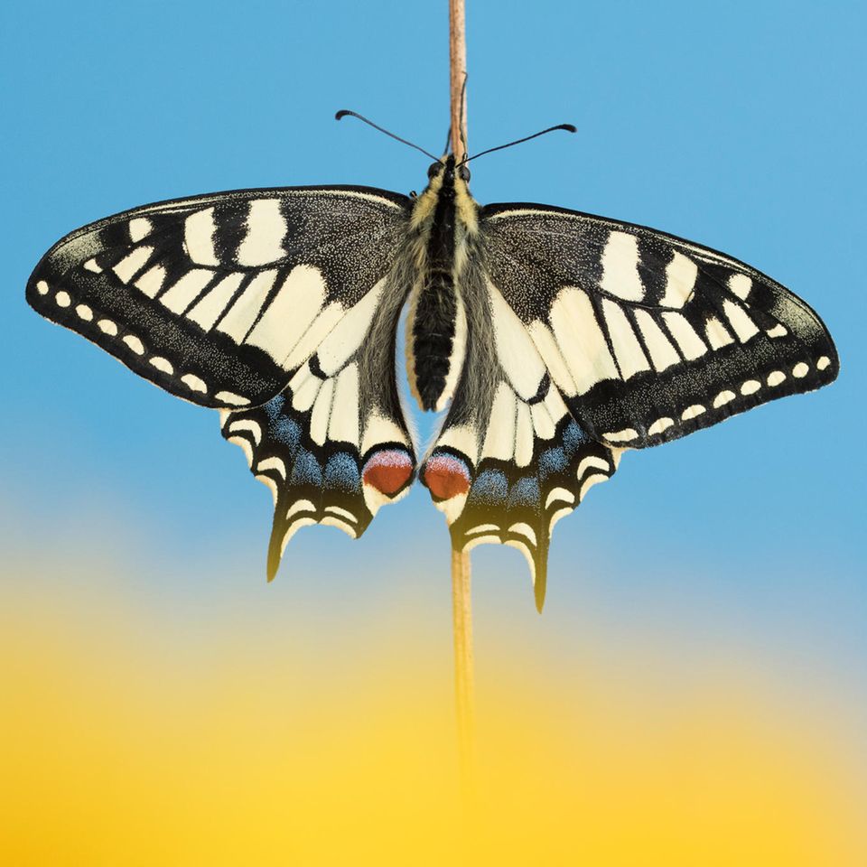 Schwalbenschwanz