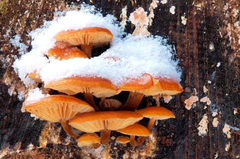 Schneebedeckte Winterpilze