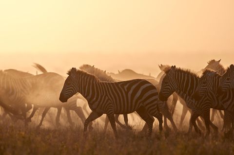 GEO WILD: Spektakuläres Naturschauspiel: Wenn 20.000 Zebras auf Wanderschaft gehen