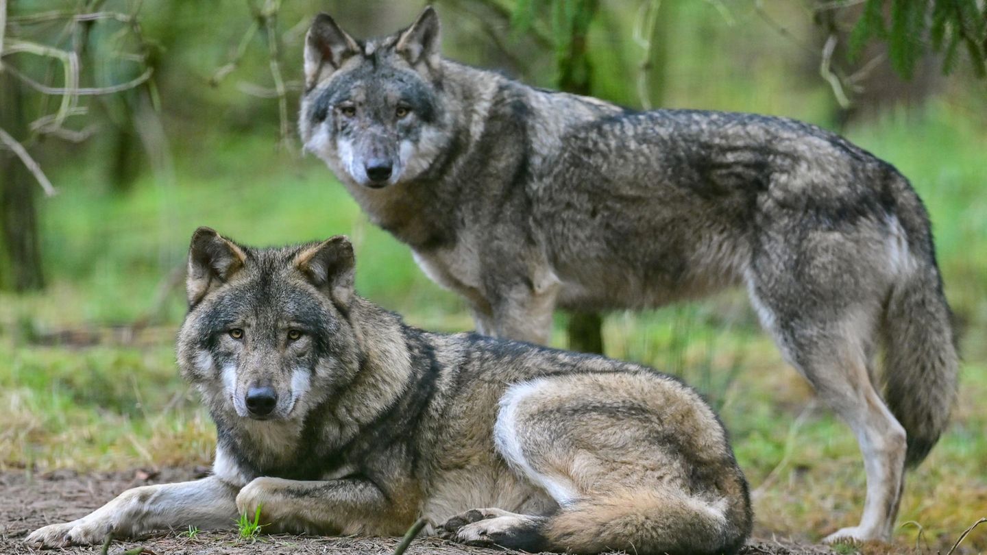 Wildtiere: Bislang musste eine DNA-Analyse klären, welches Tier tatsächlich Vieh gerissen hat - und damit erschossen werden darf.  Das ändert sich nun Bislang musste eine DNA-Analyse klären, welches Tier tatsächlich Vieh gerissen hat - und damit erschossen werden darf.  Das ändert sich nun