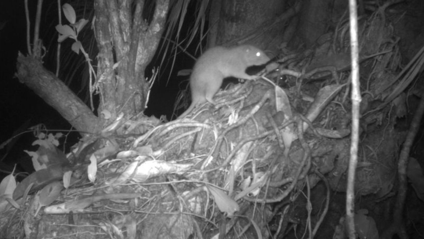 Forscher konnten erstmals eine der Riesenratten von Vangunu fotografieren