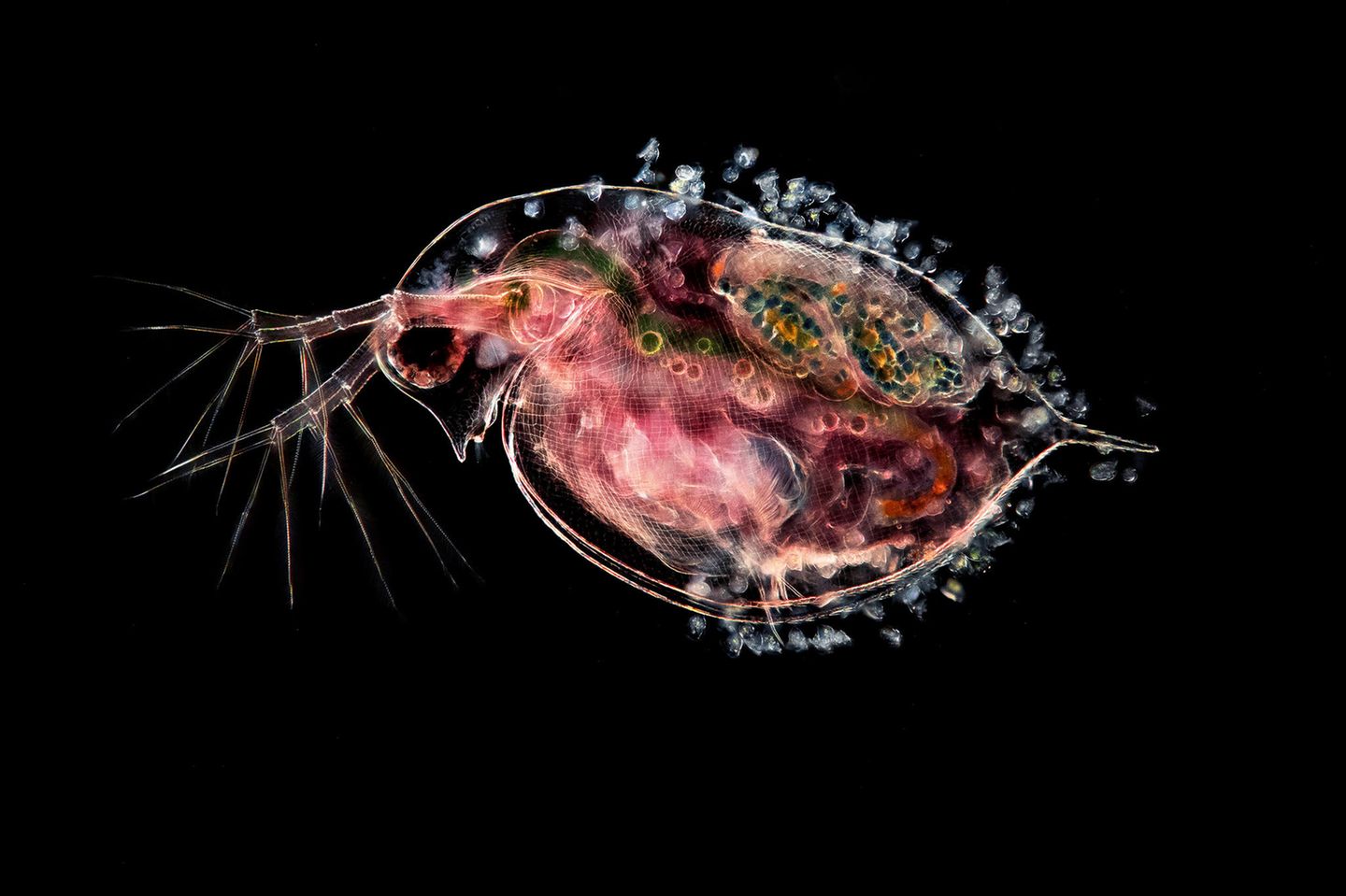 "Daphnia pulex": Gem. Wasserfloh mit Eiern und anhängenden Glockentierchen Planktonium