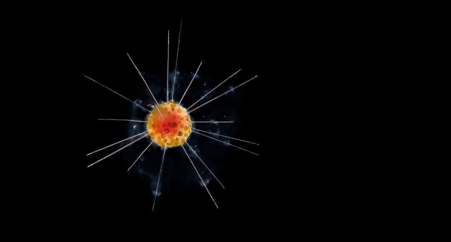 Strahlentierchen Planktonium
