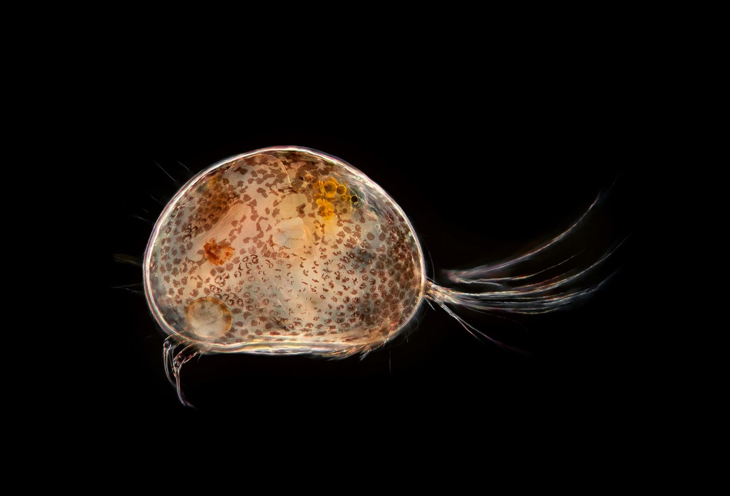 Planktonium