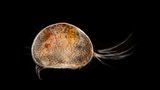 Planktonium