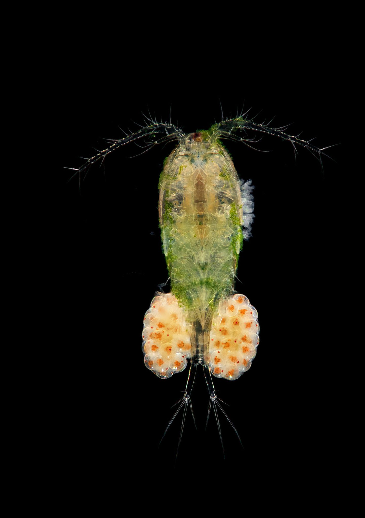 Planktonium