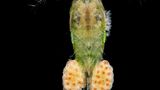 Planktonium