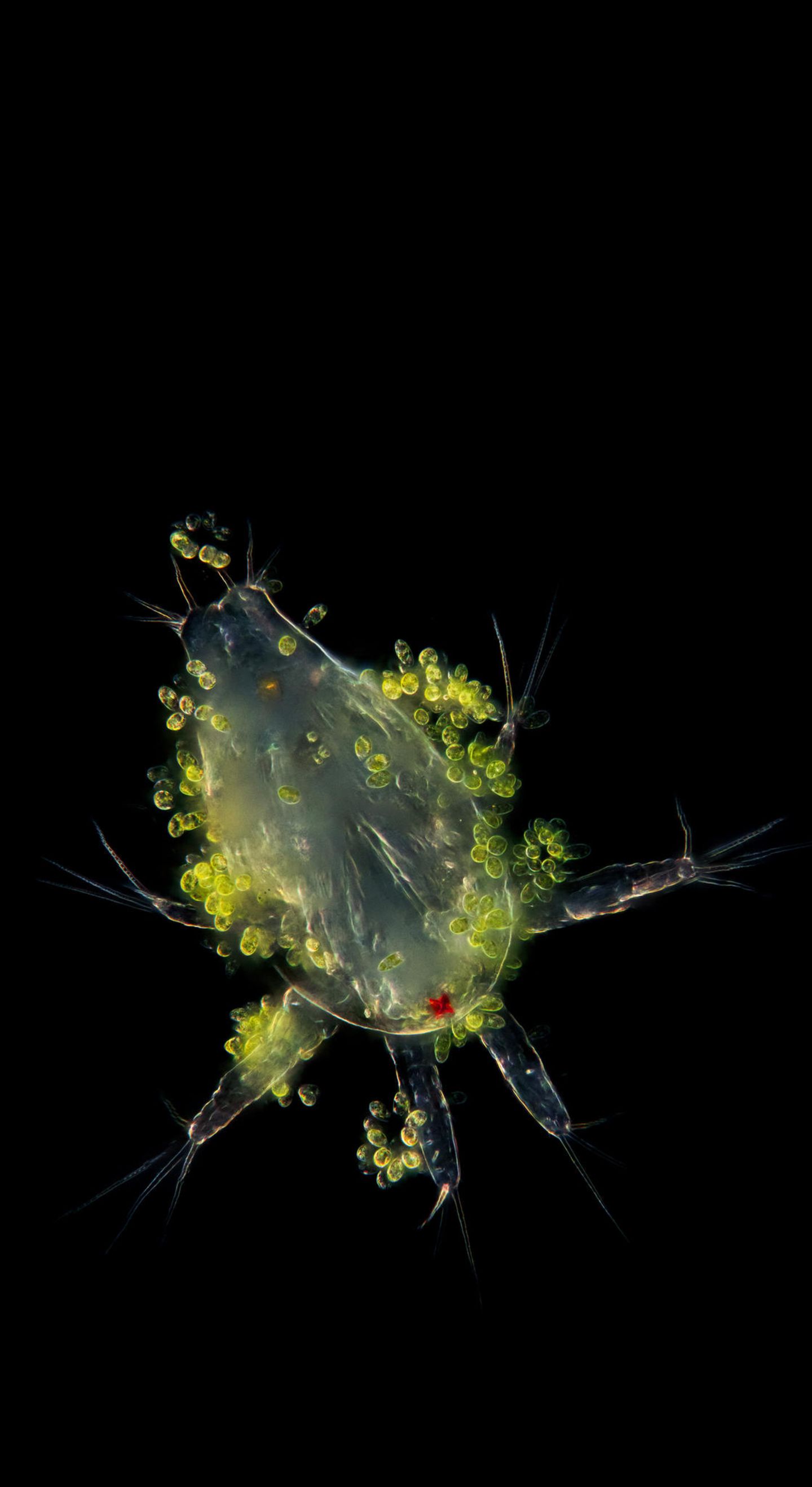 Planktonium