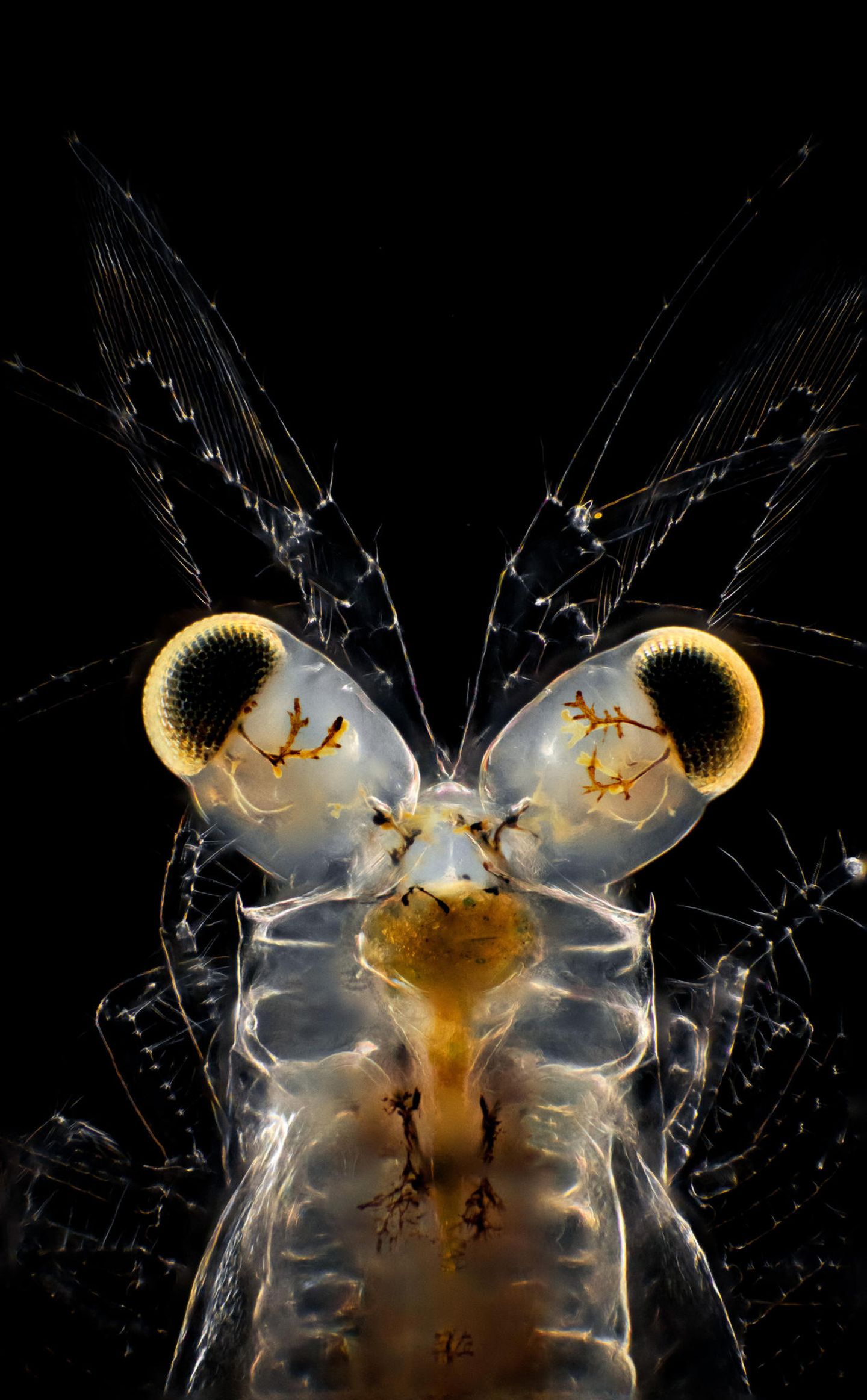 Schwebegarnele Planktonium