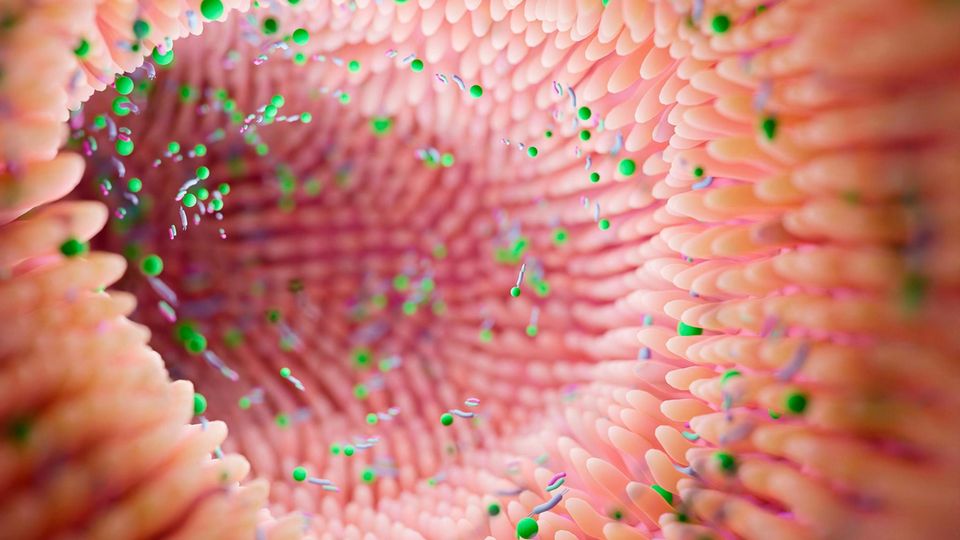3D - Illustration: Darm Mikrobiom und Mikrobiotika