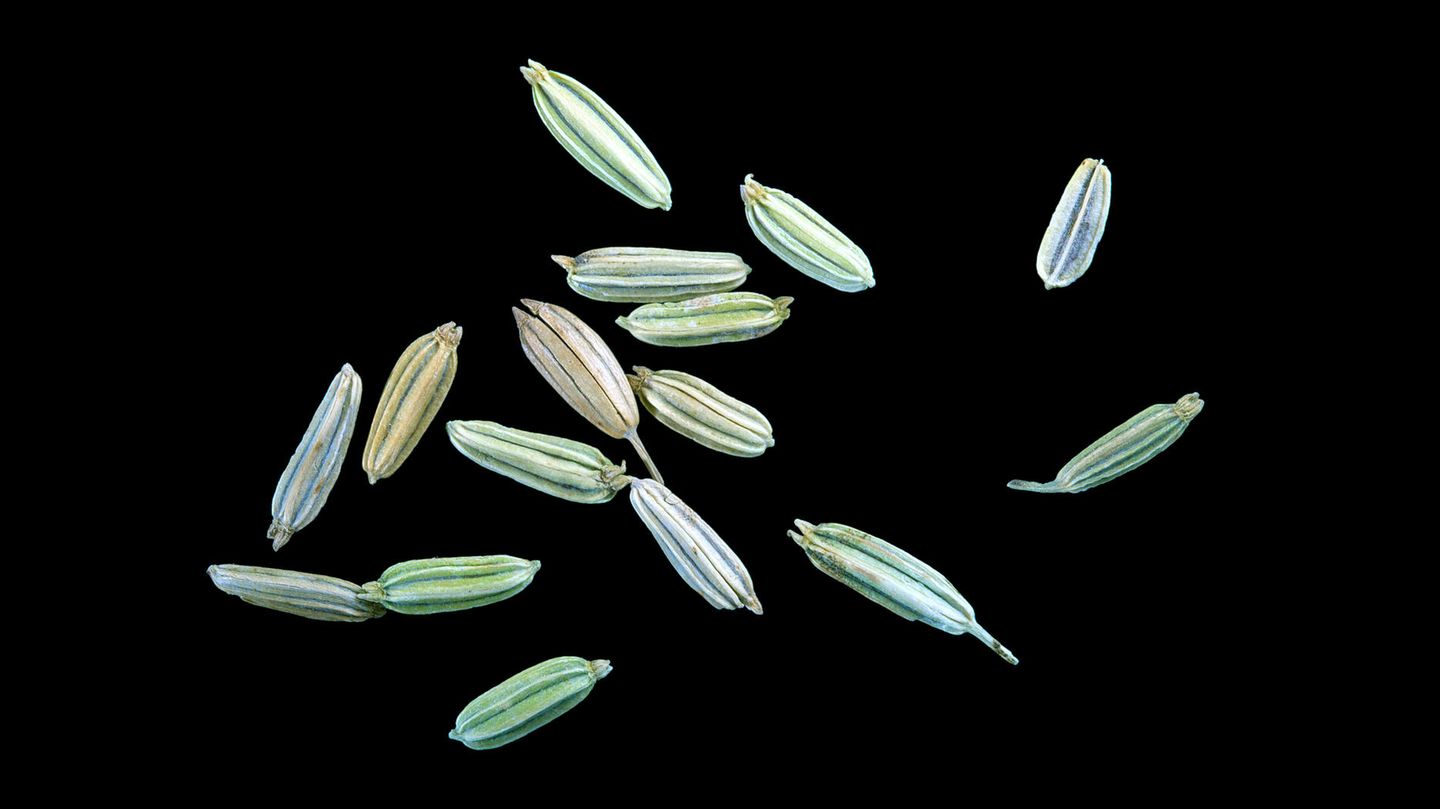 Fenchel