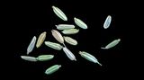 Fenchel