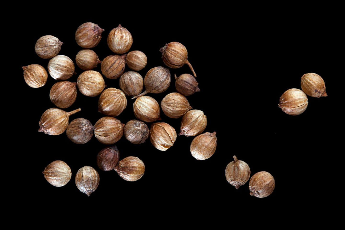 Koriander: Mit Zitrusfrische Koriander